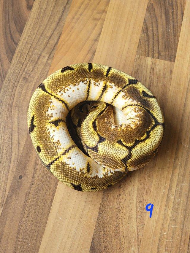 Preview of the first image of Royal Pythons for sale - Various.