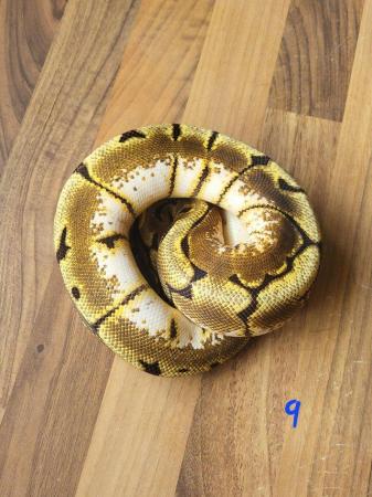 Image 1 of Royal Pythons for sale - Various