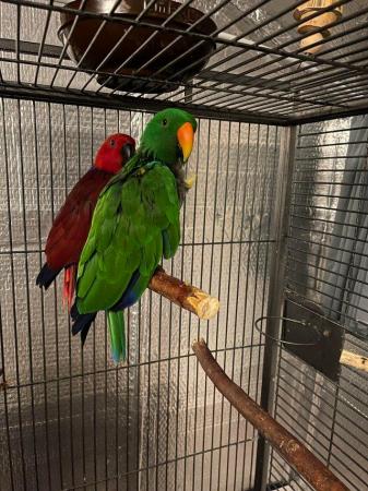 Image 4 of Bonded And Breeding Pair Of Eclecus Parrots