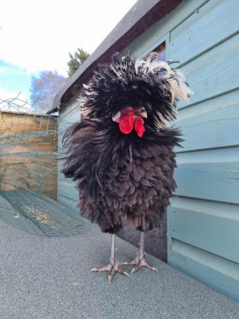 Image 2 of Pure breed polish cockerel looking for new home FREE