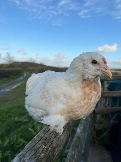 Preview of the first image of Araucana point of lay pullets.