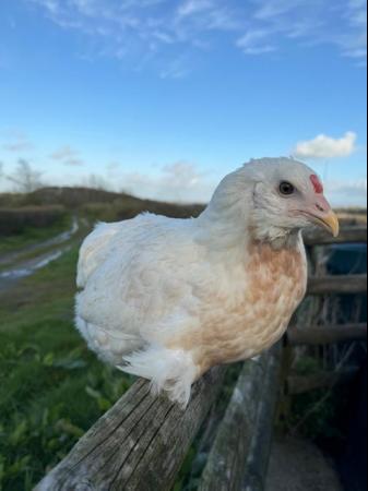 Image 1 of Araucana point of lay pullets