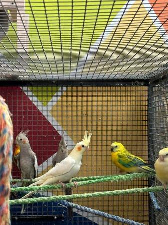 Image 6 of OFFER Stunning young STEADY cockatiels from £80