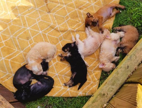 Image 32 of Pedigree Chinese Crested puppies