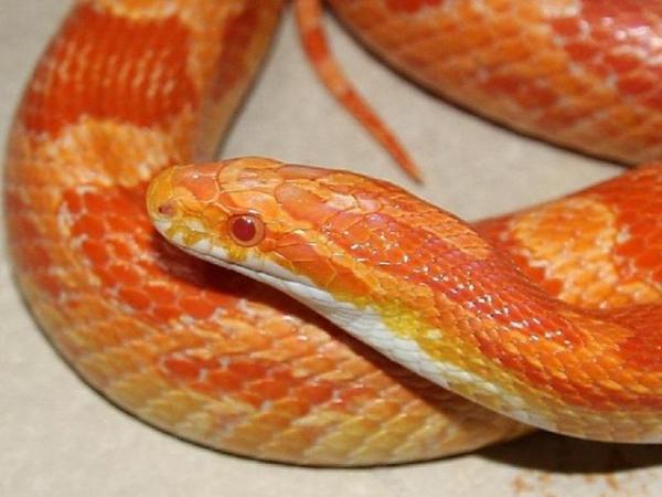 Image 2 of 3 year old corn snake for a good home
