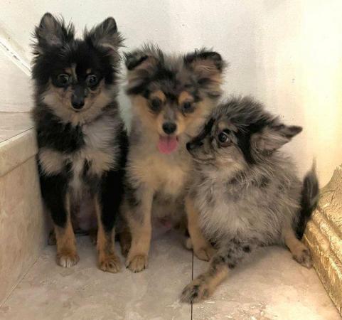 Image 3 of Merle beautiful Pomeranian siblings