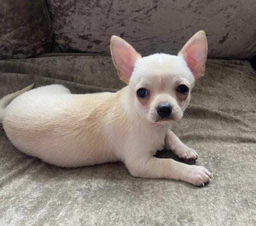 Image 7 of Beautiful white/cream Chihuahua Boy