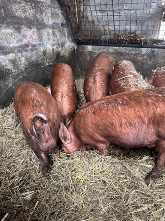 Image 2 of Pure unregistered Tamworth Store pigs for sale