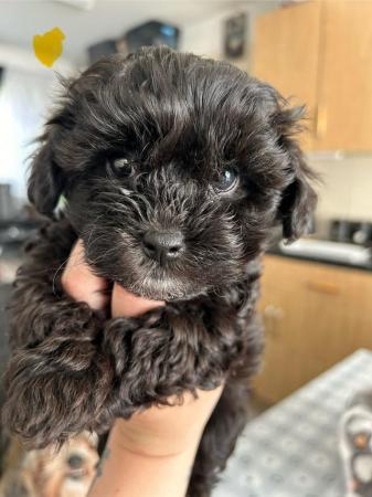 Image 8 of Toy Shih-poo’s puppies (Imperial )