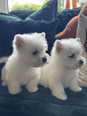 Image 1 of Ready NOW West highland white terrier KC reg