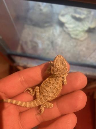 Image 10 of Bearded dragon baby’s hypo leatherbacks hatchlings