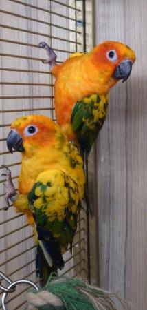 Image 8 of Large Variety of Hand Reared Birds Available! - Updated Regu