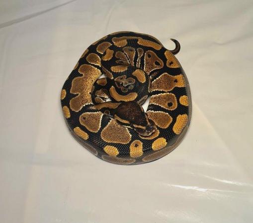 Image 1 of YellowBelly Ball Python - Male CB23