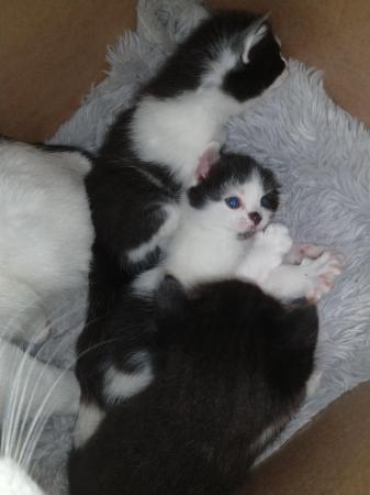 Image 5 of Kittens for sale 4 weeks old