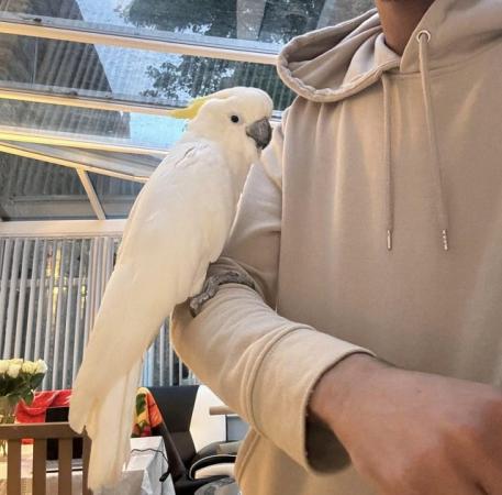 Image 1 of Adorable Silly Tame Baby Cockatoo Parrot for Sale!