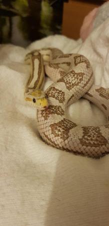 Image 1 of 2 Young adult corn snakes needing their forever home