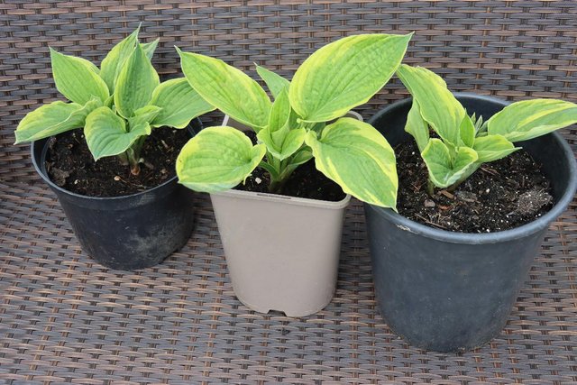 Preview of the first image of HOSTA    garden plant - perennial.