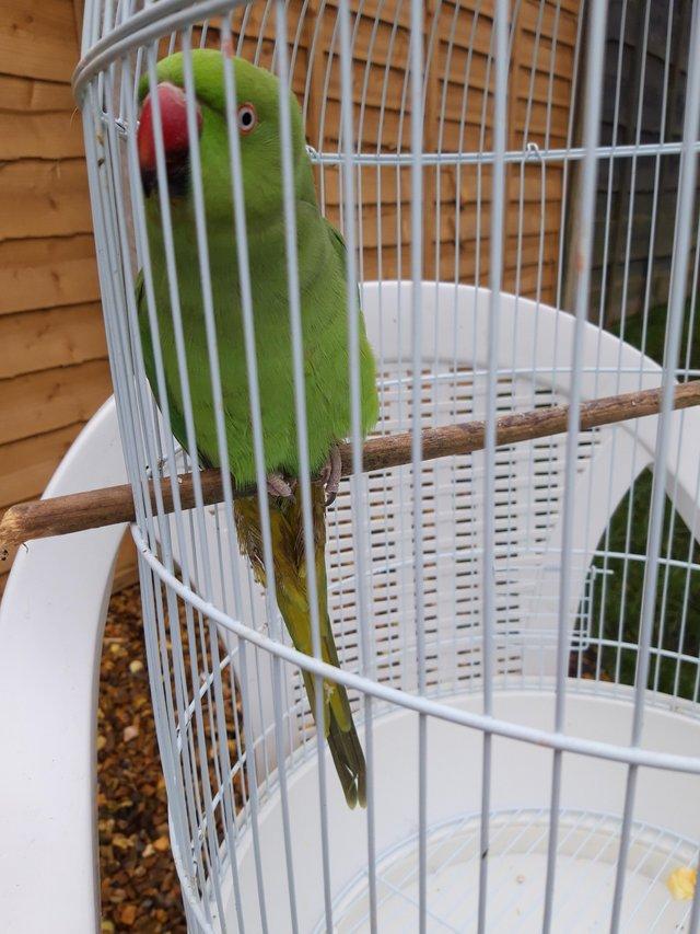 parrot cages second hand Local Classifieds For Sale Preloved