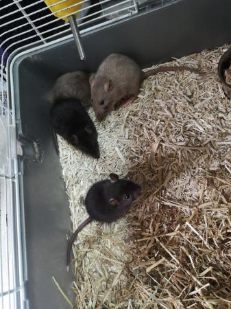 Image 5 of Half dumbo Rats ready for there new homes now