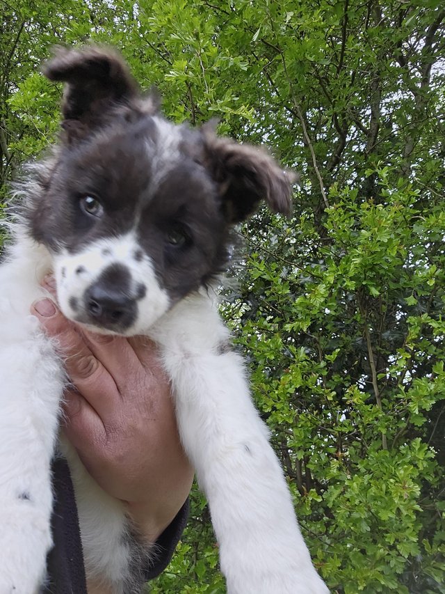 Preview of the first image of Beautiful border collie puppies.