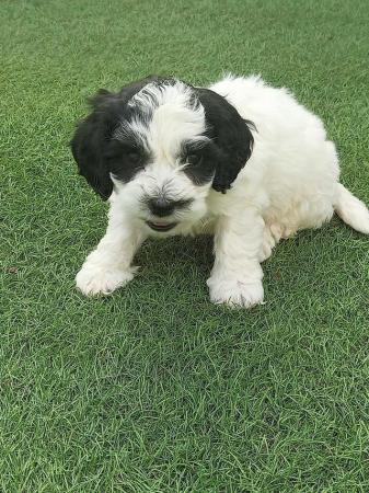 Image 5 of Now ready to go gorgeous Cockapoo puppies