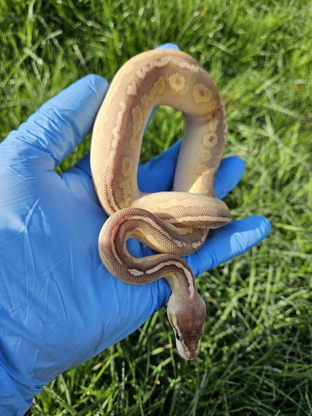 Preview of the first image of 2023 Female Pastel Lesser Cinnamon Ball Python.