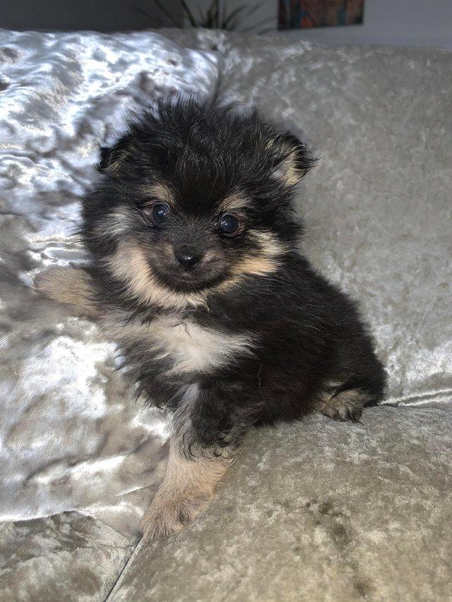 Preview of the first image of Pomeranian puppies grey, black/Tan, white and black.