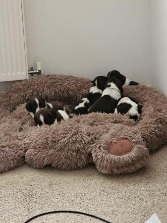 Image 6 of Sprocker puppies for sale 1 girl left