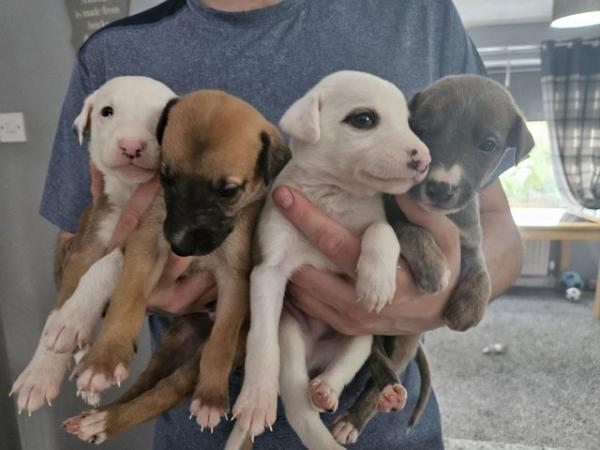 Image 2 of Stunning whippet pups for sale