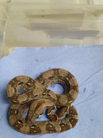 Image 7 of sonoran dwarf boas for sale lovely snakes
