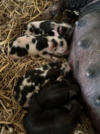 Image 2 of Kune Kune Sow and piglets for sale