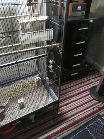 Image 5 of Male and female parakeet plus large cage for sale