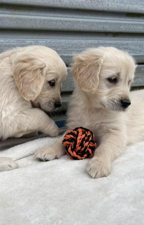 Image 21 of Fully Vaccinated KC Registered Golden Retriever Puppies