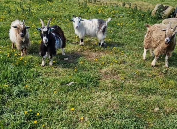 Image 1 of Pygmy X nanny goats - 3 available