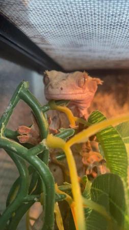 Image 4 of Crested gecko and enclosure for sale £150