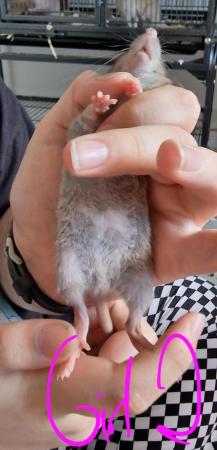 Image 5 of Friendly Female Rat Babies