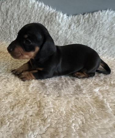 Image 1 of KC registered miniature dachshund pups