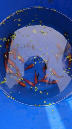 Image 4 of 6 large adult Goldfish Cold Water Fish & 6 youngsters