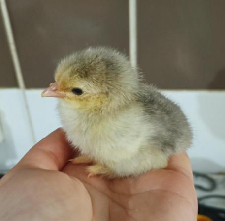 Image 5 of Chicks, chickens sale, pure breeds & mixed breed available