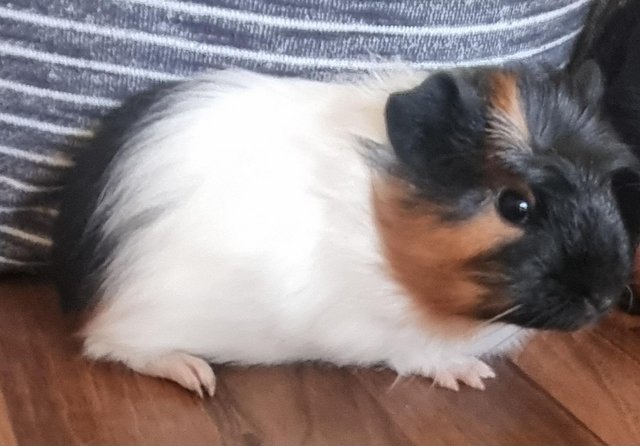 Preview of the first image of 9 week old female guinea pig.