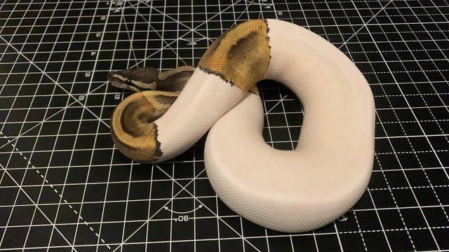 Image 4 of 2023 Male Ghi Pied (leopard) Ball Python Royal Snake