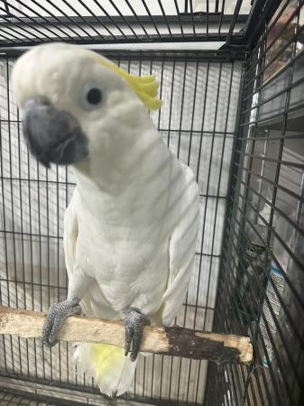 Image 5 of Baby Super tame Cockatoo for sale talking parrot