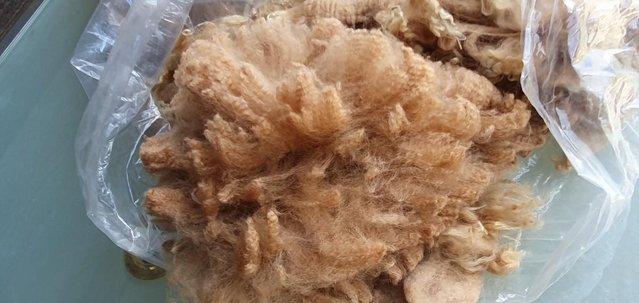Image 3 of Alpaca fleece, fibre, wool for sale Grade A - whole blanket