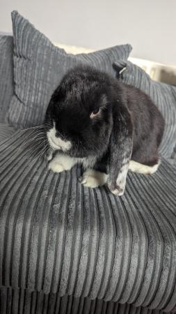 Image 4 of 6 month old male french lop looking for new home