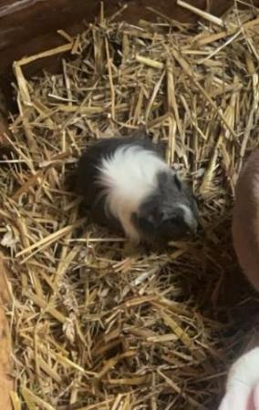 Image 3 of guinea pigs for sale ready now
