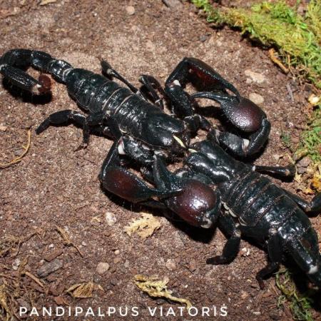 Image 7 of Scorpions for sale - CB Scorplings and Adult Pairs