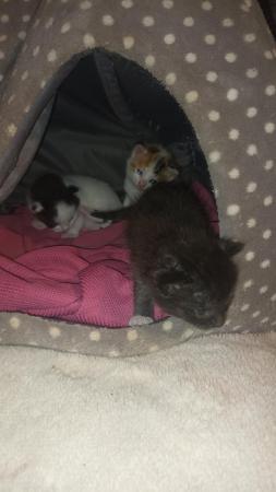 Image 5 of Calico kittens for sale