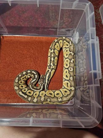 Image 5 of Pastave Special Royal Python snake