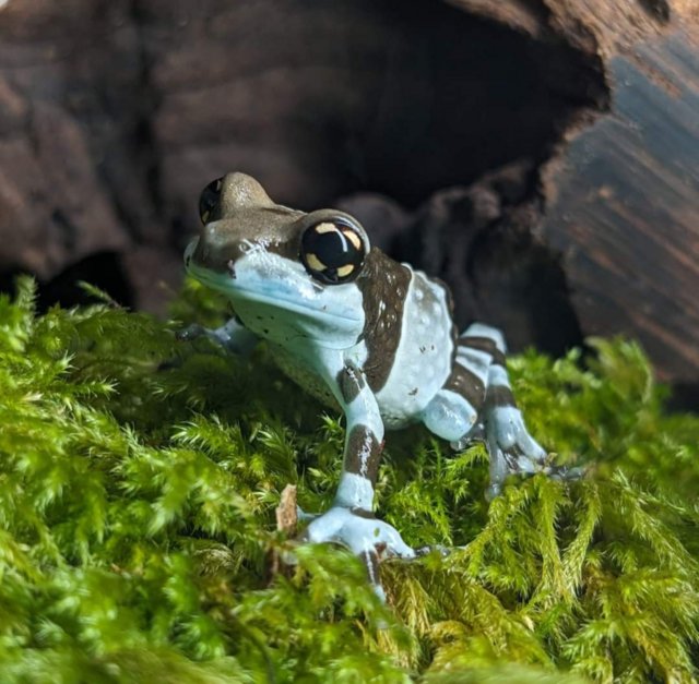 Preview of the first image of Amazon Milk Tree Frogs Froglets Available.