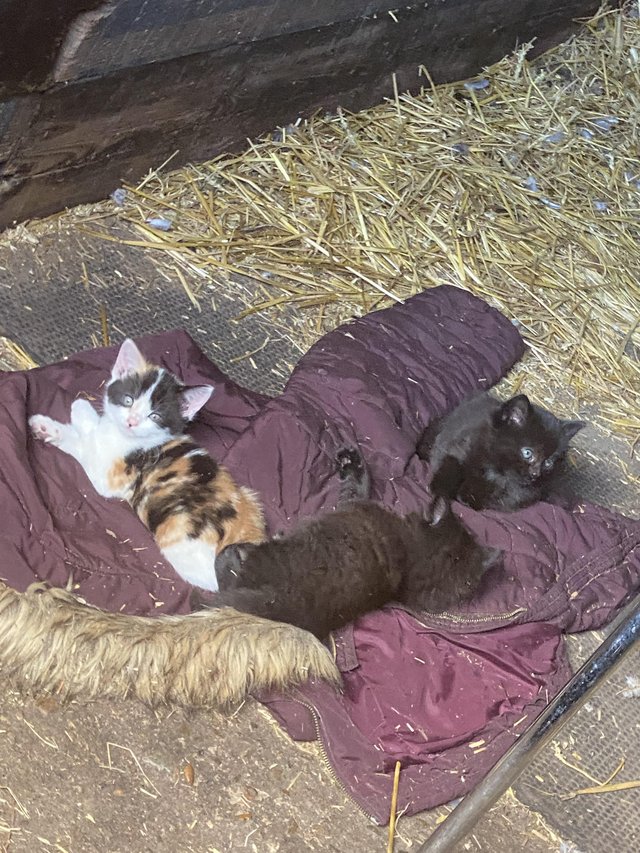 Preview of the first image of Litter of 3 stunning kittens.